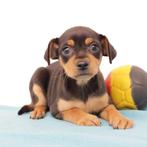Pinscher (reutjes) Belgische pups te koop, België, CDV (hondenziekte), 8 tot 15 weken, Meerdere