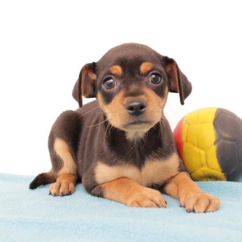 Pinscher (reutjes) Belgische pups te koop, Dieren en Toebehoren, Honden | Bulldogs, Pinschers en Molossers, Reu, Overige rassen