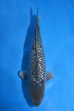 Ginrin Soragoi Katatatsu , Mâle 37cm, Dieren en Toebehoren, Ophalen