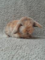 Minilop rammetje, Dieren en Toebehoren, Mannelijk, Dwerg, Hangoor, 0 tot 2 jaar