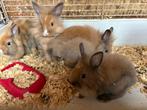 Konijnen te koop, Meerdere dieren, Klein, 0 tot 2 jaar