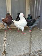 Mooie sierduiven, Meerdere dieren, Overige soorten
