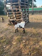 Dwerggeit bokje, Dieren en Toebehoren, Mannelijk, Geit, 0 tot 2 jaar