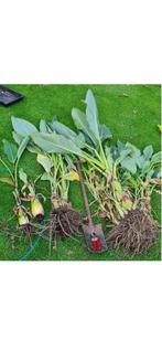 Musella lasiocarpa - bananier lotus, Enlèvement ou Envoi, Été, Plante fixe