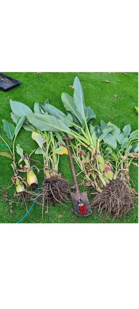 Musella lasiocarpa - lotusbanaan, Tuin en Terras, Planten | Tuinplanten, Vaste plant, Zomer, Ophalen of Verzenden