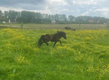 Nmprs levensgoedgekeurde dekhengst, Dieren en Toebehoren, Paarden