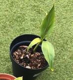 Bananenplanten winterhard musa basjoo, Tuin en Terras, Ophalen of Verzenden