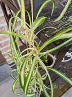 Gratis graslelie, Tuin en Terras, Ophalen