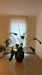Strelitzia plant meer dan 180 cm, Huis en Inrichting, Kamerplanten, Ophalen, Palm, Halfschaduw, 150 tot 200 cm