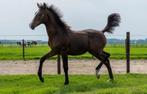 Hengst, jaarling te koop, Dieren en Toebehoren, Gechipt, Hengst, B, 0 tot 2 jaar