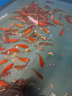 Goudvissen, Dieren en Toebehoren, Goudvis(sen)