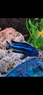 Malawi cichliden melanochromus maingano, Dieren en Toebehoren