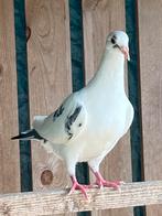 Duiven, Dieren en Toebehoren, Geslacht onbekend