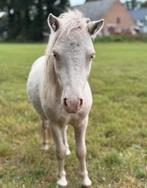 Bloedmooie cremello jaarling hengstje!, Gechipt, Niet van toepassing, 0 tot 2 jaar, Hengst