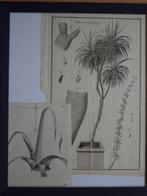 antieke gravures Arbre au sang dragon botanica dendrologie, Ophalen