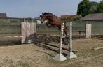2 jaarse hengst Querido vg Z X Untouchable, Springpaard, Gechipt, 0 tot 2 jaar, Hengst