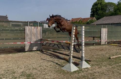 2 jaarse hengst Querido vg Z X Untouchable, Dieren en Toebehoren, Paarden, Hengst, Onbeleerd, 160 tot 165 cm, 0 tot 2 jaar, Springpaard