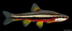 Roodbuik Elrits - Chrosomus erythrogaster, Overige soorten