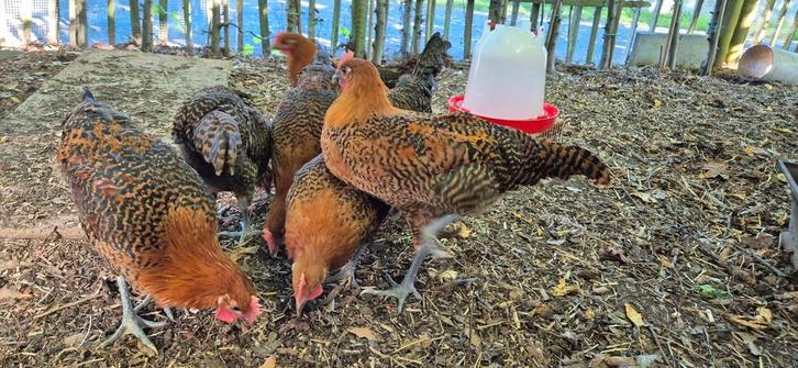 Zingemse Haantjes, Dieren en Toebehoren, Pluimvee