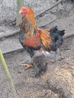 Brahma goudpatrijs haan, Dieren en Toebehoren