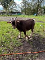 Geitjes, Meerdere dieren, Geit, 0 tot 2 jaar