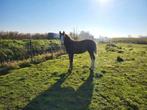 7 maanden merrieveulen, Dieren en Toebehoren, Paarden, Merrie, Gechipt, Niet van toepassing, Dressuurpaard