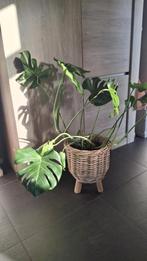 Plant, Enlèvement ou Envoi