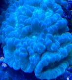 Caulastraea blue, Dieren en Toebehoren, Vissen | Aquariumvissen, Overige typen