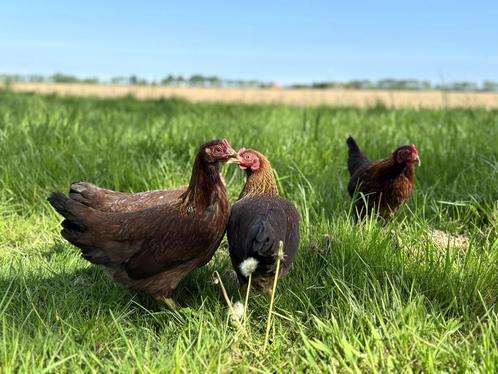 Jonge tamme Welsumer kriel kippen gesekst en ingeënt, Dieren en Toebehoren, Pluimvee, Kip, Vrouwelijk