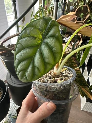 Alocasia Silver Dragon Aurea CORN  beschikbaar voor biedingen