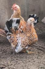 Chabo kippen, Dieren en Toebehoren, Meerdere dieren, Kip