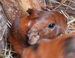 Jong cavia beertje, Dieren en Toebehoren, Juli, Cavia