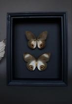 Cadre papillons hibou, Antiquités & Art, Curiosités & Brocante, Enlèvement ou Envoi