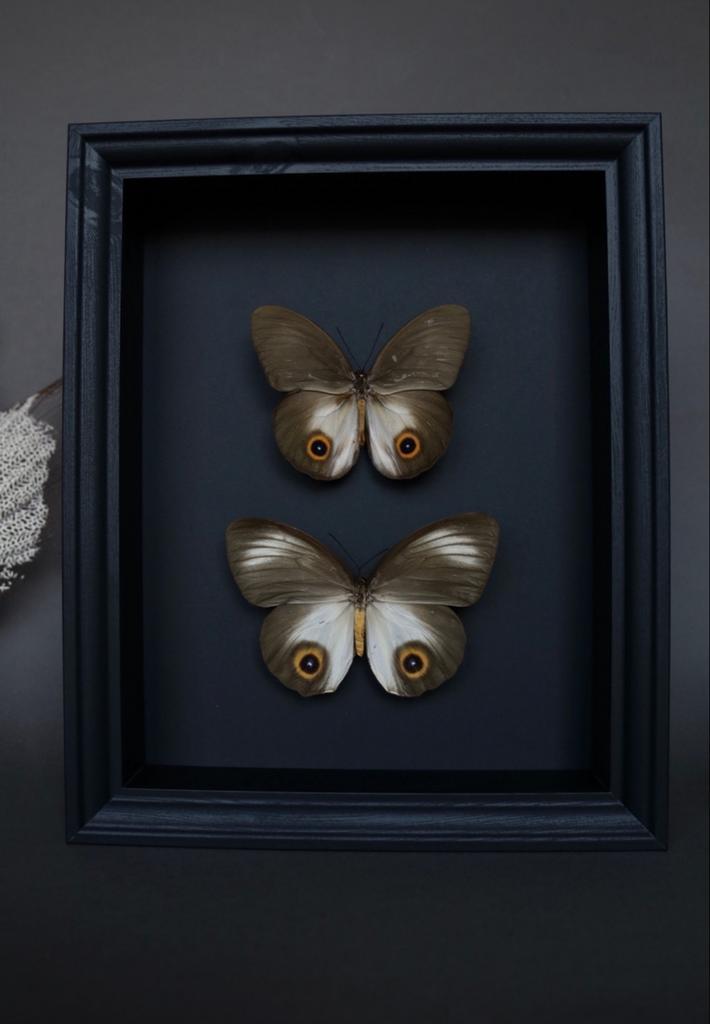 Cadre papillons hibou, Antiquités & Art, Curiosités & Brocante, Enlèvement ou Envoi