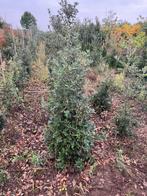 Quercus ilex haagplanten, Ophalen, Haag, 100 tot 250 cm