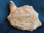 Stuk kaak mosasaurus, Ophalen of Verzenden, Fossiel
