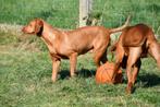 Vizsla pup te koop (reutje) - Ouders aanwezig, Dieren en Toebehoren, Honden | Setters en Staande honden, België, CDV (hondenziekte)