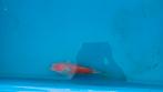 Japanse koi ginrin goshiki, Dieren en Toebehoren, Vissen | Vijvervissen, Karper of Koi