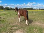 Zangersheide jaarling merrie v. Reddy wally, Springpaard, Niet van toepassing, 0 tot 2 jaar, 160 tot 165 cm
