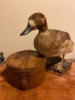 Antiek opgezet eendje, Ophalen