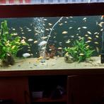 Malawi jongen Mbuna. Prijs tussen 1,5 en 2 € .., Dieren en Toebehoren