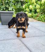 rottweiler pups, Dieren en Toebehoren, België, CDV (hondenziekte), 8 tot 15 weken, Teef
