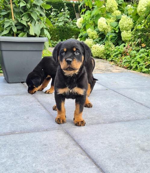 rottweiler pups, Dieren en Toebehoren, Honden | Bulldogs, Pinschers en Molossers, Teef, Rottweiler, Fokker | Professioneel, Meerdere