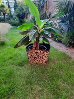 bananeplant musa cavendisch, Tuin en Terras, Planten | Tuinplanten, Lente, Ophalen
