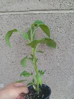 Tomaten planten, Ophalen, Groenteplanten