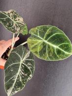 Alocasia Black Velvet Pink /Gold, Huis en Inrichting, Ophalen of Verzenden