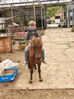 Brave shetlander (niet gereden), Dieren en Toebehoren, Ruin, A pony (tot 1.17m), 7 tot 10 jaar, Recreatiepony