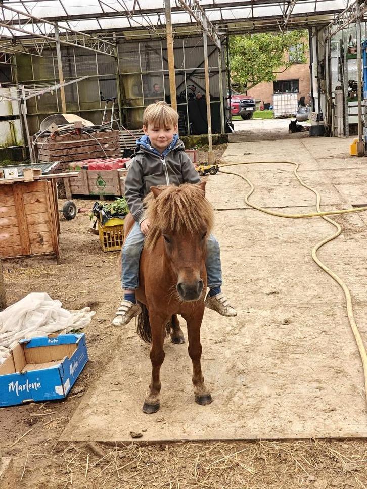 Brave shetlander (niet gereden), Dieren en Toebehoren, Pony's, Ruin, A pony (tot 1.17m), Recreatiepony, 7 tot 10 jaar, Ontwormd