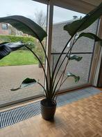Bananenplant 2 m, Groene kamerplant, Ophalen, Overige soorten, 150 tot 200 cm