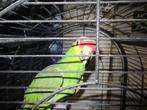 A vendre perroquet amazone, Dieren en Toebehoren, Meerdere dieren, Papegaai, Pratend